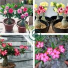 True Desert Rose Bonsai Ornamental Plants Balcony Bonsai Potted Flowers 2 seeds