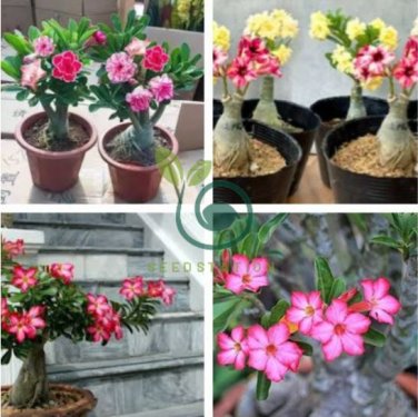 True Desert Rose Bonsai Ornamental Plants Balcony Bonsai Potted Flowers 2 seeds
