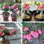 True Desert Rose Bonsai Ornamental Plants Balcony Bonsai Potted Flowers 2 seeds