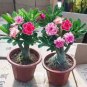True Desert Rose Bonsai Ornamental Plants Balcony Bonsai Potted Flowers 2 seeds
