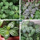 High Temperature Resistant Plants Pilea Notata 100 seeds