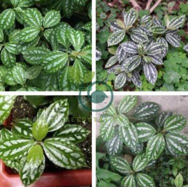 High Temperature Resistant Plants Pilea Notata 100 seeds