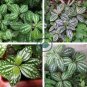High Temperature Resistant Plants Pilea Notata 100 seeds