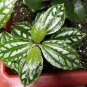 High Temperature Resistant Plants Pilea Notata 100 seeds