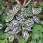 High Temperature Resistant Plants Pilea Notata 100 seeds
