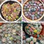Beauty Mixed Mini Lithops Bonsai Plants Cactus 200 seeds