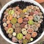Beauty Mixed Mini Lithops Bonsai Plants Cactus 200 seeds