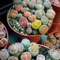 Beauty Mixed Mini Lithops Bonsai Plants Cactus 200 seeds