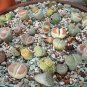 Beauty Mixed Mini Lithops Bonsai Plants Cactus 200 seeds