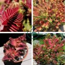 Crassula Capitella Thyrsiflora Red Pagoda Succulent Cactus 20 seeds