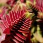 Crassula Capitella Thyrsiflora Red Pagoda Succulent Cactus 20 seeds