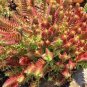 Crassula Capitella Thyrsiflora Red Pagoda Succulent Cactus 20 seeds