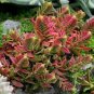 Crassula Capitella Thyrsiflora Red Pagoda Succulent Cactus 20 seeds