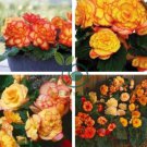 Begonia Bonsai Seeds Mixed Red White Orange Purple Orange Yellow 200 seeds