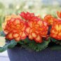 Begonia Bonsai Seeds Mixed Red White Orange Purple Orange Yellow 200 seeds