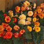Begonia Bonsai Seeds Mixed Red White Orange Purple Orange Yellow 200 seeds