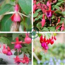 Fuchsia Bonsai Garden Balcony Lanterns Flowers 400 seeds
