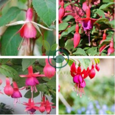 Fuchsia Bonsai Garden Balcony Lanterns Flowers 400 seeds