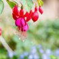 Fuchsia Bonsai Garden Balcony Lanterns Flowers 400 seeds