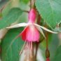 Fuchsia Bonsai Garden Balcony Lanterns Flowers 400 seeds