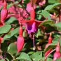 Fuchsia Bonsai Garden Balcony Lanterns Flowers 400 seeds
