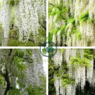 Wisteria Flower Seeds Light Green Color 20 seeds