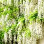 Wisteria Flower Seeds Light Green Color 20 seeds