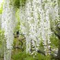 Wisteria Flower Seeds Light Green Color 20 seeds