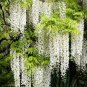 Wisteria Flower Seeds Light Green Color 20 seeds