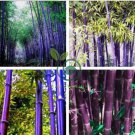 Rare Purple Timor Bambusa Black Bamboo Plant 100 seeds