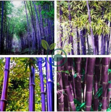 Rare Purple Timor Bambusa Black Bamboo Plant 100 seeds