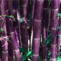 Rare Purple Timor Bambusa Black Bamboo Plant 100 seeds