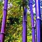 Rare Purple Timor Bambusa Black Bamboo Plant 100 seeds