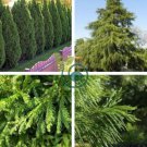 Evergreen Cedar Tree 40 seeds