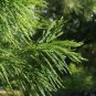 Evergreen Cedar Tree 40 seeds