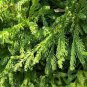 Evergreen Cedar Tree 40 seeds
