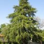Evergreen Cedar Tree 40 seeds