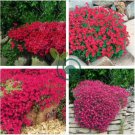 Rainbow Creeping Thyme Plants Blue Rock CRESS Plants 400 seeds
