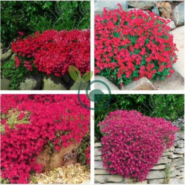 Rainbow Creeping Thyme Plants Blue Rock CRESS Plants 400 seeds