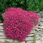 Rainbow Creeping Thyme Plants Blue Rock CRESS Plants 400 seeds