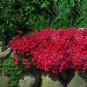 Rainbow Creeping Thyme Plants Blue Rock CRESS Plants 400 seeds