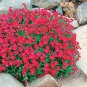 Rainbow Creeping Thyme Plants Blue Rock CRESS Plants 400 seeds