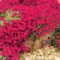 Rainbow Creeping Thyme Plants Blue Rock CRESS Plants 400 seeds