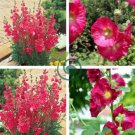 Miniature Hollyhock Flower 400 seeds