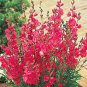 Miniature Hollyhock Flower 400 seeds
