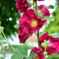 Miniature Hollyhock Flower 400 seeds