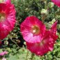 Miniature Hollyhock Flower 400 seeds
