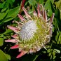 Protea Cynaroides 4 seeds