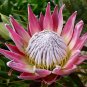 Protea Cynaroides 4 seeds