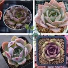 Echeveria Purpusorum 200 seeds